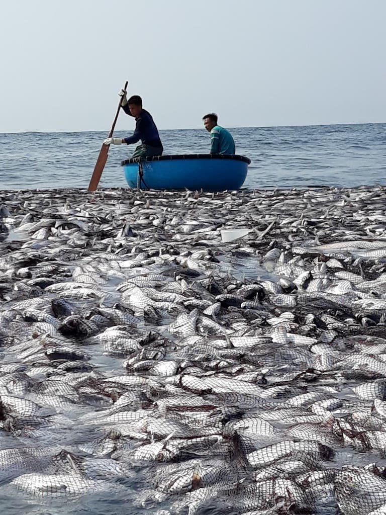 Ngư dân kể chuyện 32 giờ đánh mẻ cá "khủng" 120 tấn - 4
