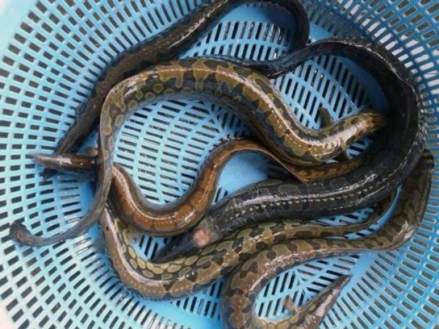 Loài cá đặc sản nức tiếng Tây Nam Bộ trông như rắn thịt cực ngon