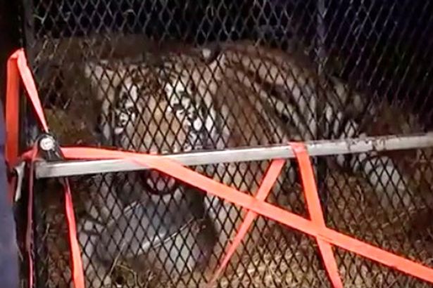 Mỹ: Vào nhà hoang hút cần sa, sốc khi thấy con thú 4,5 tạ bên trong - 2