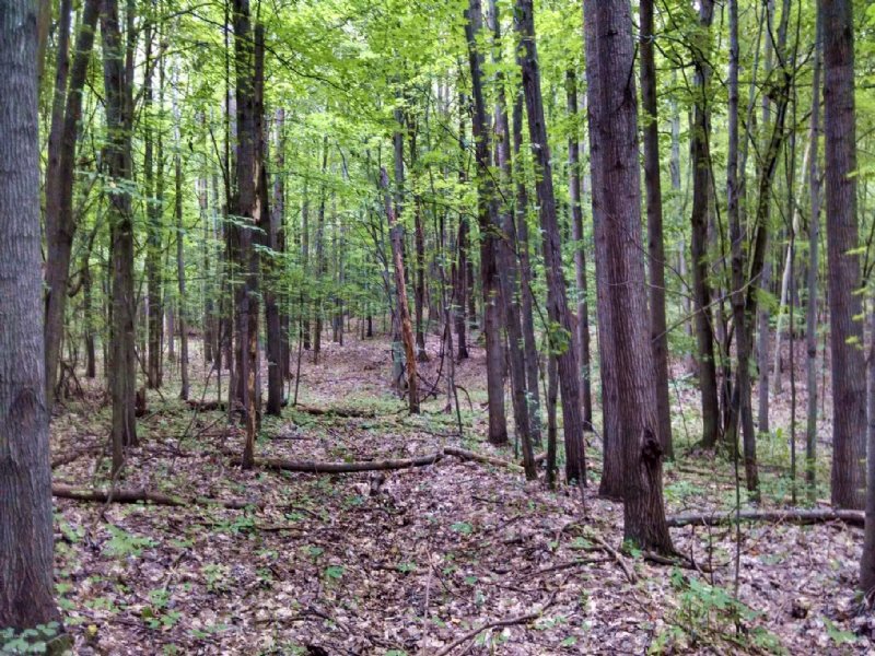 Thị trấn Mỹ rúng động vì phát hiện đáng sợ trong rừng - 1