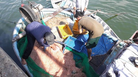 Ngư dân Bình Định kiếm tiền triệu sau vài giờ ra khơi nhờ trúng ruốc biển - 1