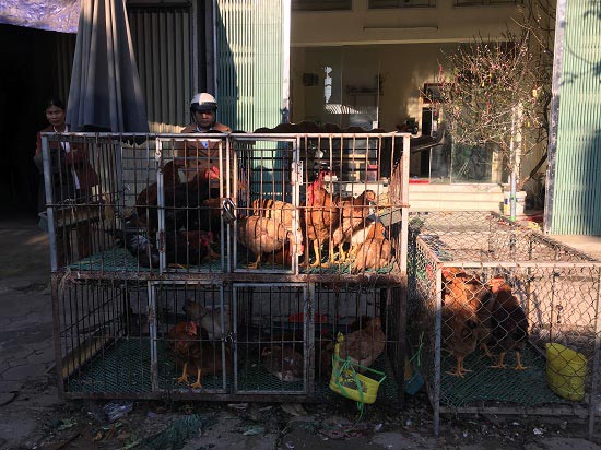 Ra Tết rau, quả, gà ta, tôm, cá đầy chợ, giá không tăng - 3