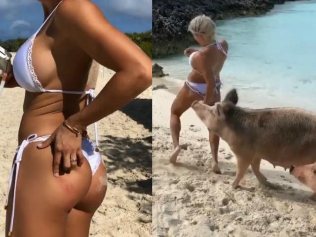 Thể thao - Ngưỡi mẫu thể hình mặc bikini gặp sự cố đỏ mặt vì lợn hoang
