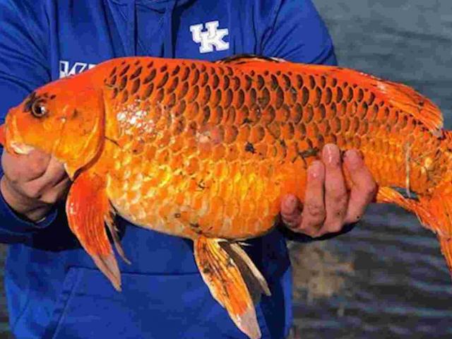 Thế giới - Mỹ: Câu được cá vàng khổng lồ hơn 9kg bằng loại mồi vô cùng đơn giản