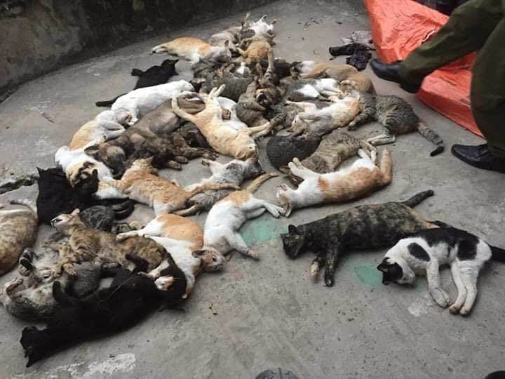 Hàng loạt mèo ở một xã đồng loạt lăn ra chết bất thường - 1