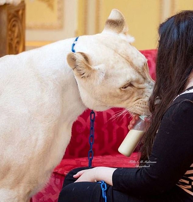 Choáng váng trước sự giàu có và tiêu tiền như nước của gái trẻ Dubai - 6