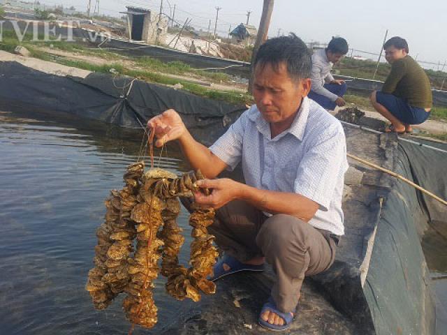 Thị trường - Tiêu dùng - Ninh Bình: Ươm giống con "ông ăn bà khen", kiếm trăm triệu/tháng.