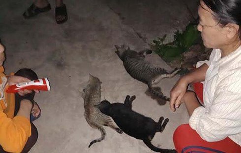 Công an đang truy tìm thủ phạm vụ mèo chết hàng loạt ở Nam Định sau Tết - 2