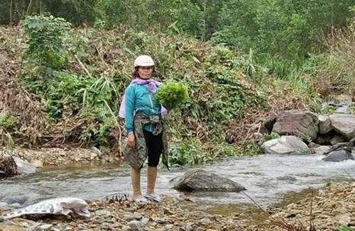 Trèo đèo, lội suối &#34;săn&#34; đặc sản rau dớn rừng, đếm lọn thu tiền - 5