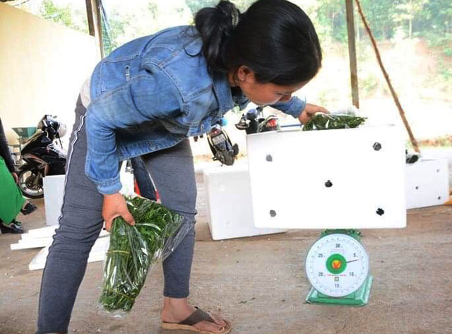 Trèo đèo, lội suối &#34;săn&#34; đặc sản rau dớn rừng, đếm lọn thu tiền - 8