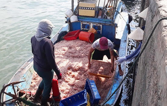 Xuyên đêm săn “lộc biển”, ngư dân kiếm tiền triệu chỉ sau vài giờ - 1