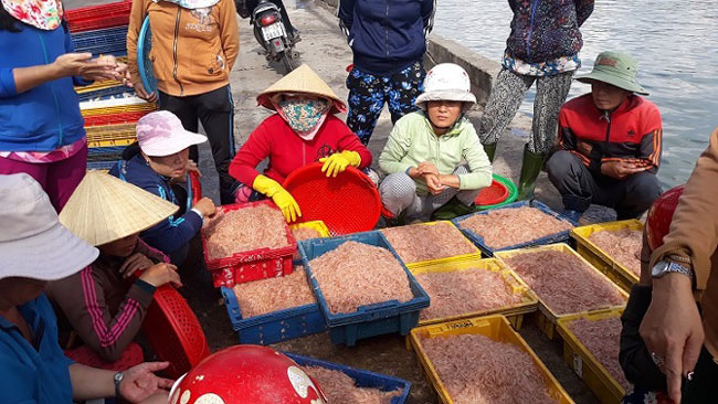 Xuyên đêm săn “lộc biển”, ngư dân kiếm tiền triệu chỉ sau vài giờ - 7