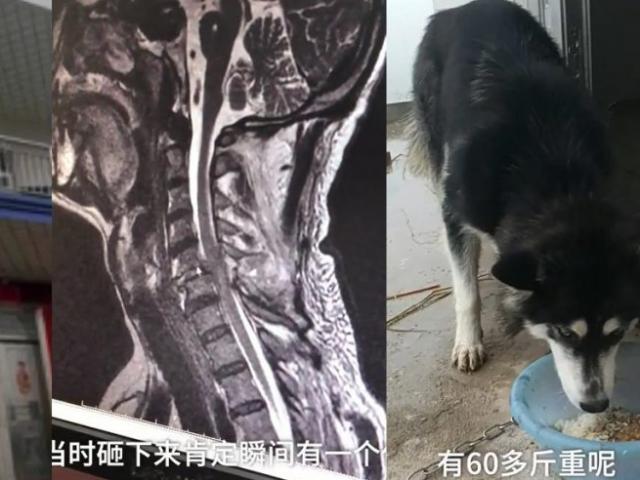 Phi thường - kỳ quặc - Chó nhảy mừng khiến chủ gãy cả cổ