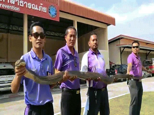 Bắt rắn hổ mang chúa “quái vật” nặng 20kg, dài 5m ở Thái Lan