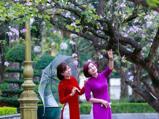 Du lịch - Hoa ban nở rộ khắp phố, chị em nườm nượp "đọ sắc" cùng hoa