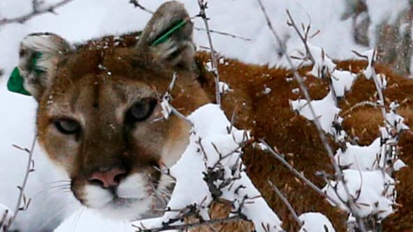 Người đàn ông Mỹ giết chết sư tử núi bằng tay không như thế nào? - 2