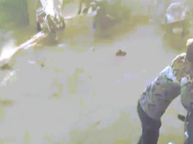 Thế giới - Ấn Độ: Làng đang yên bình hoảng loạn vì sư tử từ đâu lao đến