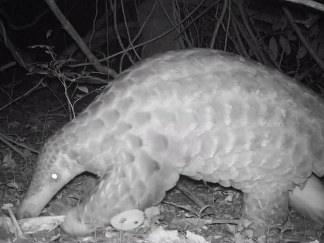 Media - Video hiếm về loài tê tê khổng lồ tại vườn thú ở Anh