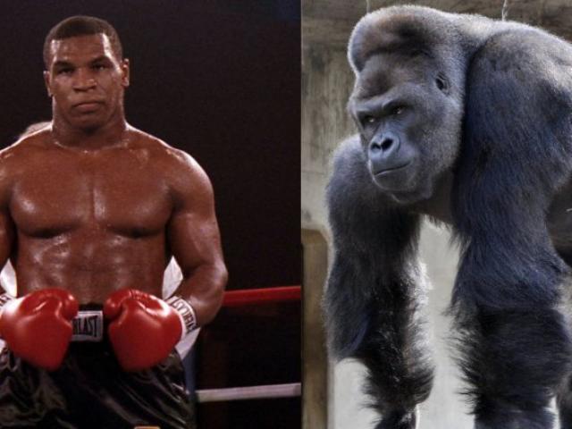 Ngông cuồng như Mike Tyson: Vào sở thú đánh nhau với khỉ đột 160kg