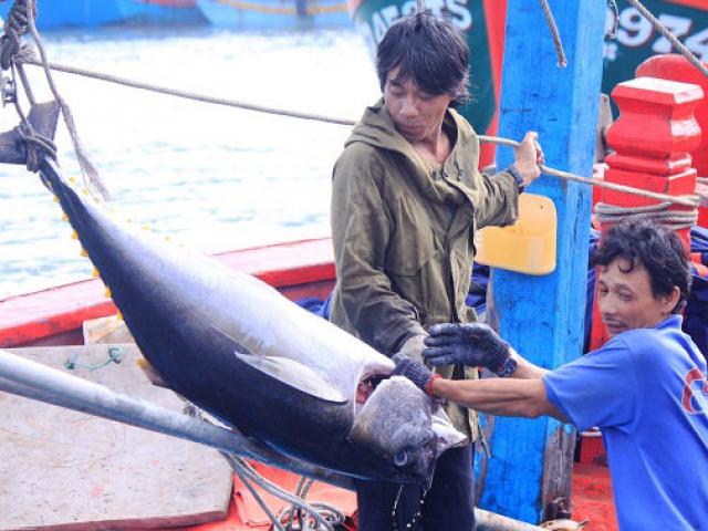 Thị trường - Tiêu dùng - Quên Tết săn cá bò gù, ngư dân Bình Định nhận tiền "khủng" từ biển