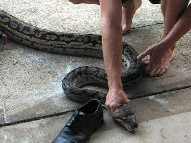 Thế giới - Úc: Bị dọa giết vì bắt trăn khổng lồ 40 tuổi nặng tới 40 kg