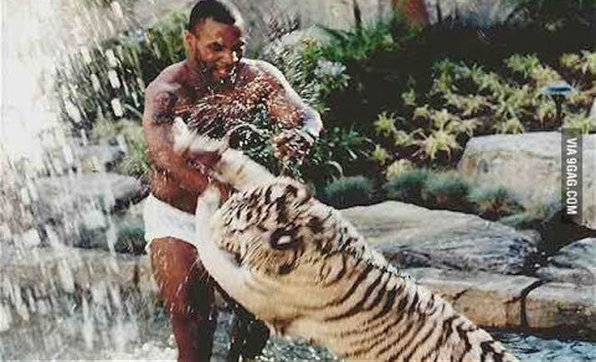 Ngông như Mike Tyson: Đùa giỡn 3 hổ dữ, muốn đánh nhau với khỉ đột 160kg - 1