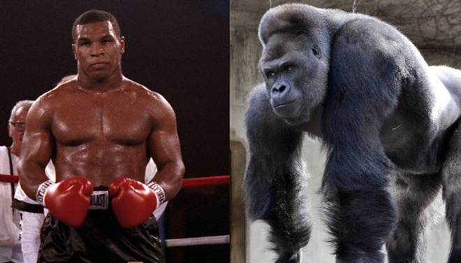 Ngông cuồng như Mike Tyson: Vào sở thú đánh nhau với khỉ đột 160kg - 1