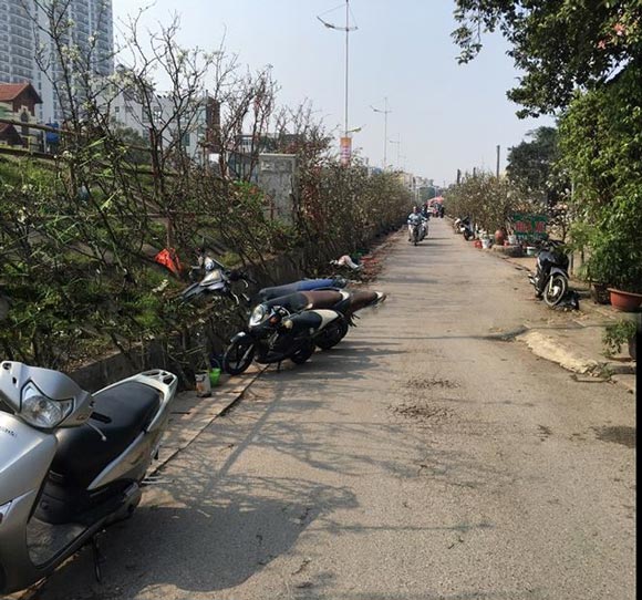 Người Hà Nội bỏ tiền triệu mua hoa lê chơi sau Tết - 3