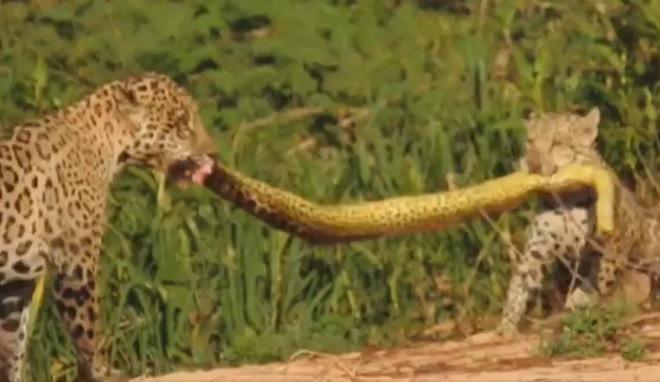 Video: Hai mẹ con báo đốm “làm thịt” quái vật đầm lầy ở Brazil - 1