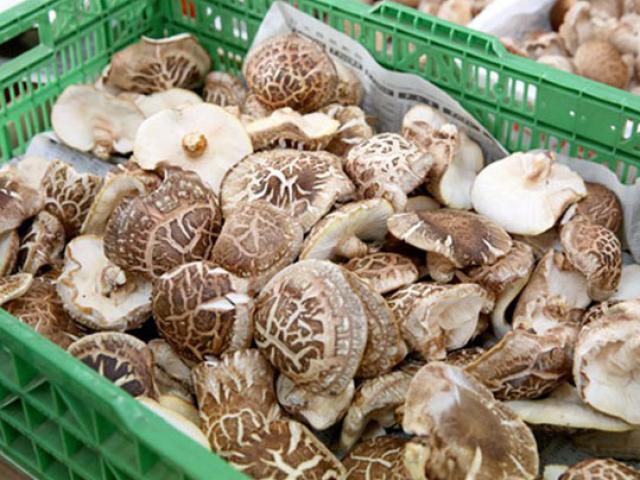 Thị trường - Tiêu dùng - Giá gần 10 triệu/kg, nấm hương Nhật được bà nội trợ Việt "săn lùng"