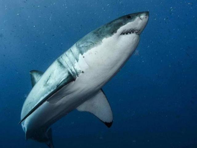 Sức khỏe đời sống - Khám phá thuốc điều trị ung thư từ...cá mập trắng