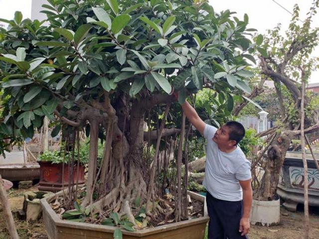 Thị trường - Tiêu dùng - Đà Nẵng: Kiếm nửa tỷ đồng mỗi năm từ nghề "săn" cây cảnh