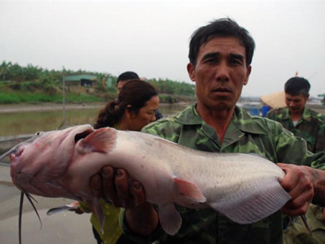 Thị trường - Tiêu dùng - Độc đáo: Nuôi cá nheo du nhập từ Mỹ, nông dân lãi cao gấp 3 lần