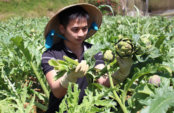 Chàng kiến trúc sư làm giàu với cây atiso kiểu... khác người - 1