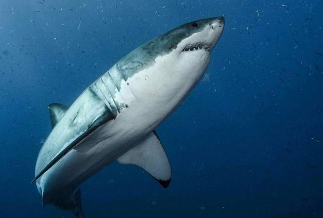Khám phá thuốc điều trị ung thư từ...cá mập trắng - 1