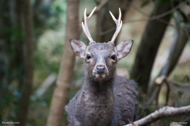 Đảo Yakushima không chỉ là thiên đường của động vật như khỉ và hươu mà còn là một trong những thắng cảnh đẹp nhất ở Nhật Bản. Hòn đảo đã được UNESCO công nhận là di sản thế giới.