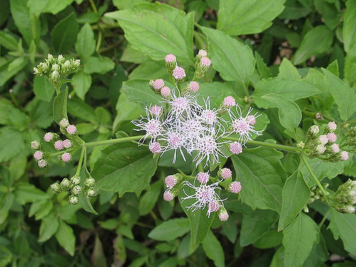 Phát hiện loài cây quý của người Mông giảm đau tức, nóng rát, lành vết loét cho người viêm hang vị - 2