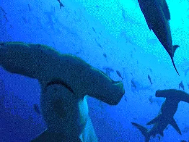 Phi thường - kỳ quặc - Video hiếm: hàng trăm con cá mập đầu búa vây quanh nhà sinh vật biển