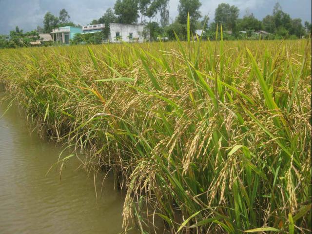 Thị trường - Tiêu dùng - "Giải cứu" cấp tốc lúa gạo miền Tây: Rồi sao nữa?