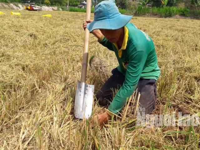 Thị trường - Tiêu dùng - Về miền Tây xem cảnh hò reo săn chuột đồng độc nhất vô nhị