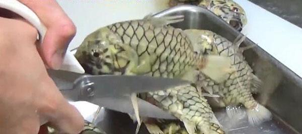Loài cá cứng nhất thế giới, kéo cắt không đứt thì phải ăn kiểu gì? - 1