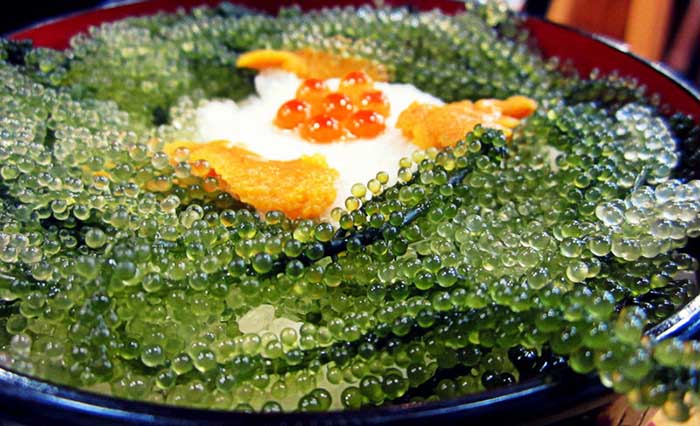 Loại rong mọc đầy ở biển Việt Nam nhưng là của hiếm trên bàn ăn nước ngoài - 5