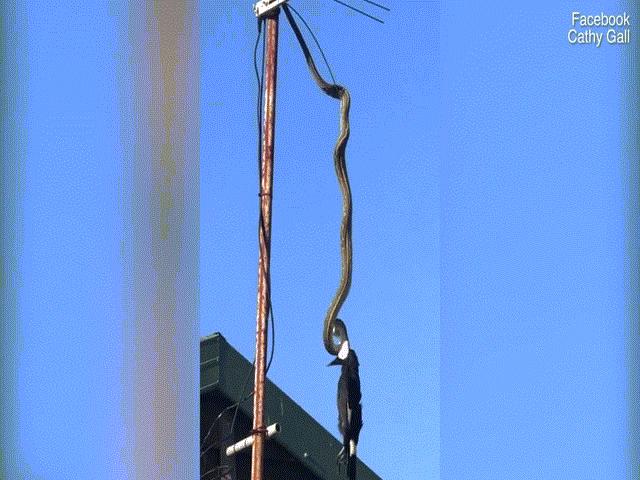 Phi thường - kỳ quặc - Video trăn treo cổ “tử hình” chim khổng lồ trên ăng ten