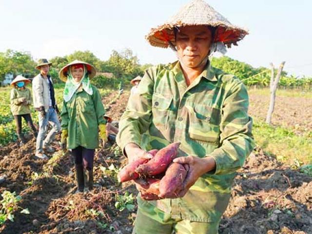 Khoai lang củ to bự, dân méo mặt vì doanh nghiệp "bỏ bom"
