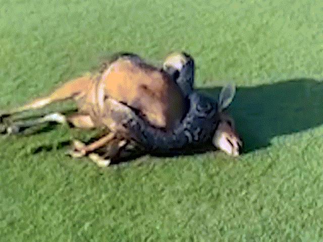 Thế giới - Toát mồ hôi xem loài trăn to nhất nhì châu Phi siết mồi