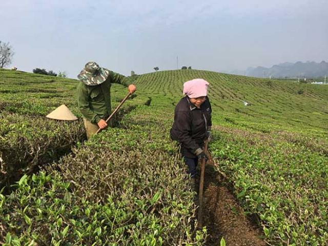 Thị trường - Tiêu dùng - Nông dân Mộc Châu kiếm tiền bộn tiền từ trồng chè VietGAP