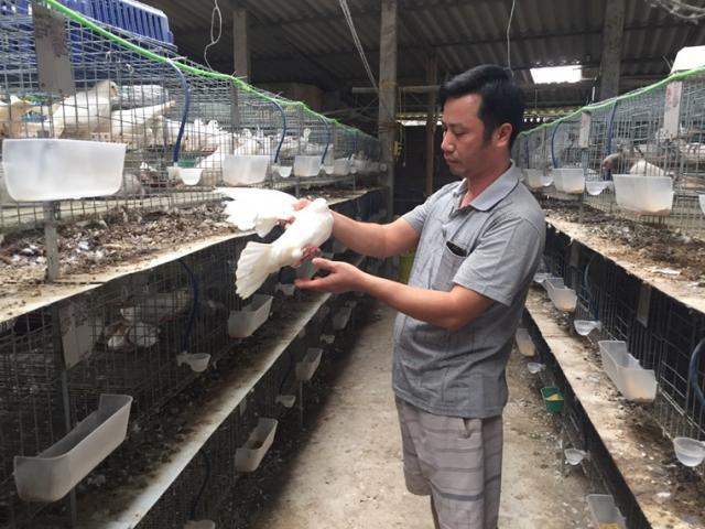 Thị trường - Tiêu dùng - Làm giàu nhờ loài chim trắng nhốt lồng, lãi vài trăm triệu/năm