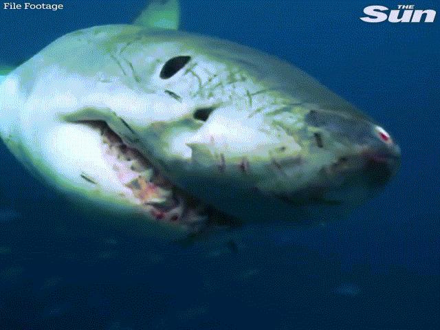 Thế giới - Giây phút kinh hoàng khi cá mập trắng dài 5m nhe răng tấn công thợ lặn