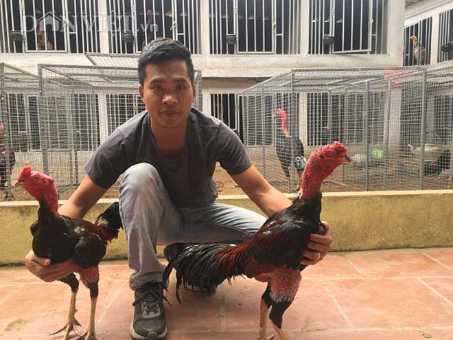 Kỹ sư bỏ lương cao về quê luyện chiến kê, kiếm vài trăm triệu/năm - 3