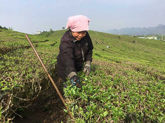 Nông dân Mộc Châu kiếm tiền bộn tiền từ trồng chè VietGAP - 1